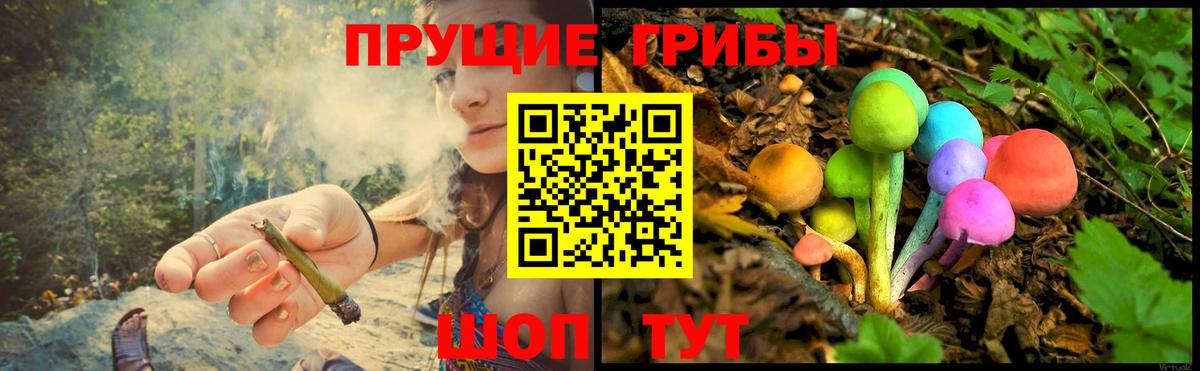 Волхов  Псилоцибиновые грибы прущие грибы  Вход с VPN 